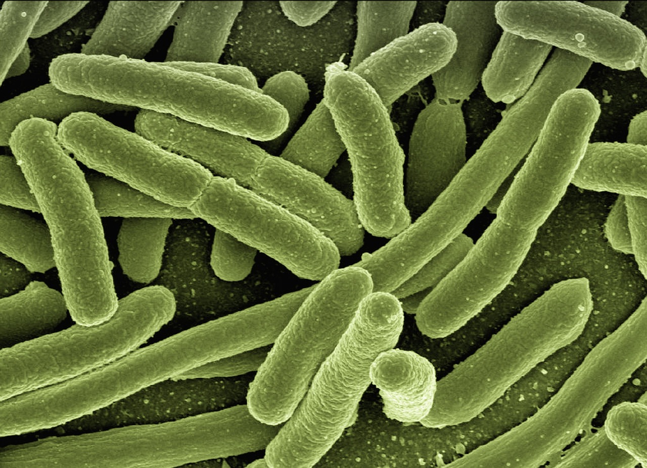 Vaccination Haderslev: En uundgåelig del af lokalsamfundets sundhed